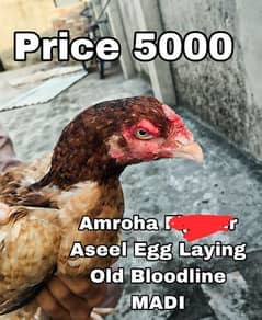 Aseel Female old Bloodline Shamo Thai Long Height Egg laying