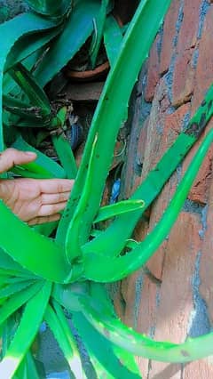 Aloe Vera plant without gamla