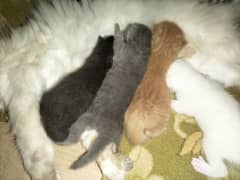 persian kittens for sale