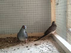 common dimond, whitetail and red dove