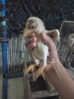 Aseel sindhi chicks for sale