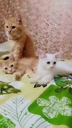 Triple coat Kittens