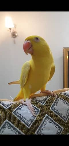 yellow parrot