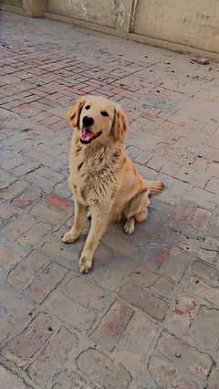 golden retriever male for sale