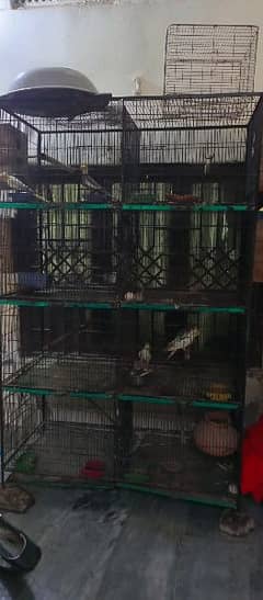 Birds cage