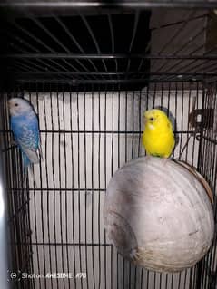 budgeis parrot breeder pair with cage
