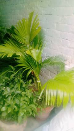 big sized bottle palm with planter