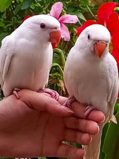 available In haripur kpk ringneck hand tamed pair