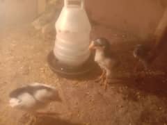 pure shamo aseel chicks of long heighted oh shamo males