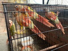 pineapple conure 0