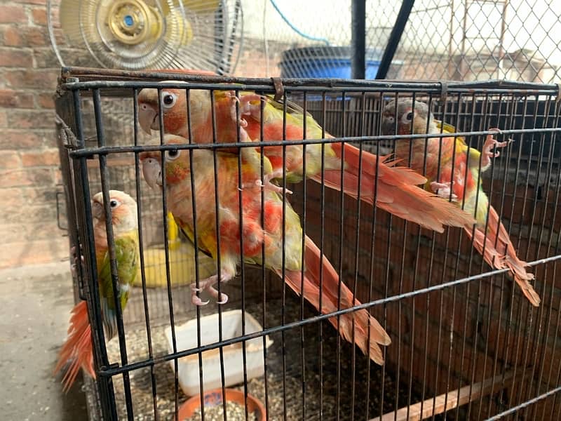 pineapple conure 1