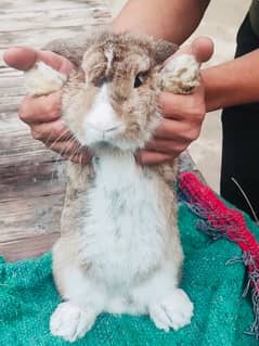 German loop rabbits pair