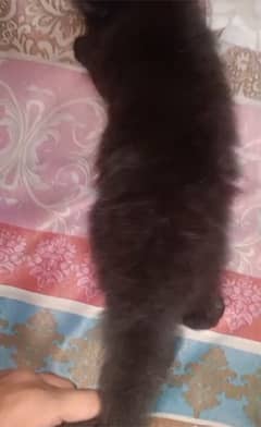 black persian cat for sale