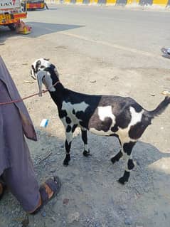 Kherey or dondey bakra available