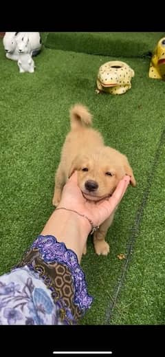 labrador mix puppy