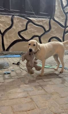 labrador fawn puppy