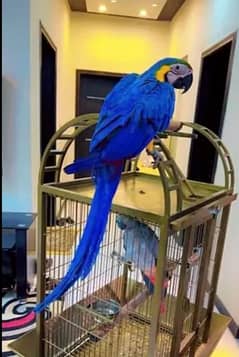 blue macaw parrot cheeks for 0336/5130/711  WhatsApp number