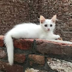 female white kitten and grey available