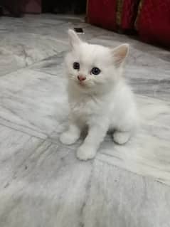 Persian kittens