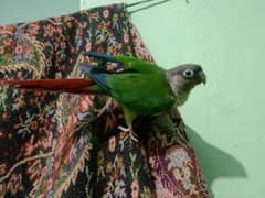 Green chick conure