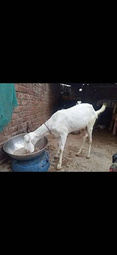 beautiful bakri