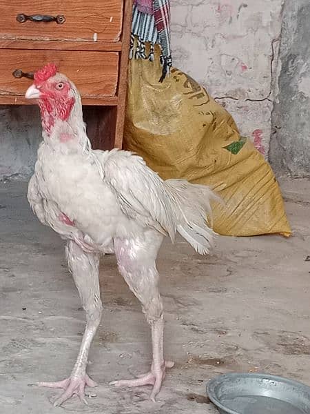 paper white Heera aseel available for sale 1