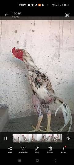 shamo breadr pair hen laying egg