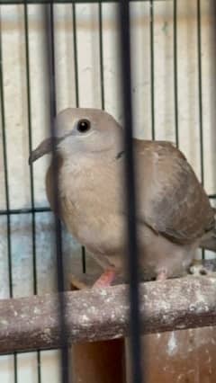 Budgie and Doves