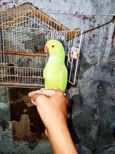 Ringneck Parrot Fully handtame