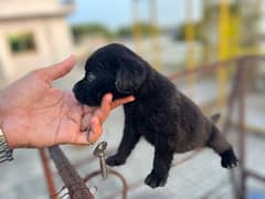 Jet Black labrador Female Puppy