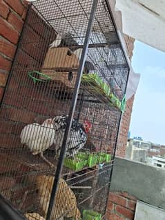 hens parrot cage