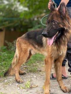 German shepherd