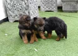 German shepherd puppies /German shepherd dog/GSD puppy con 03105395891