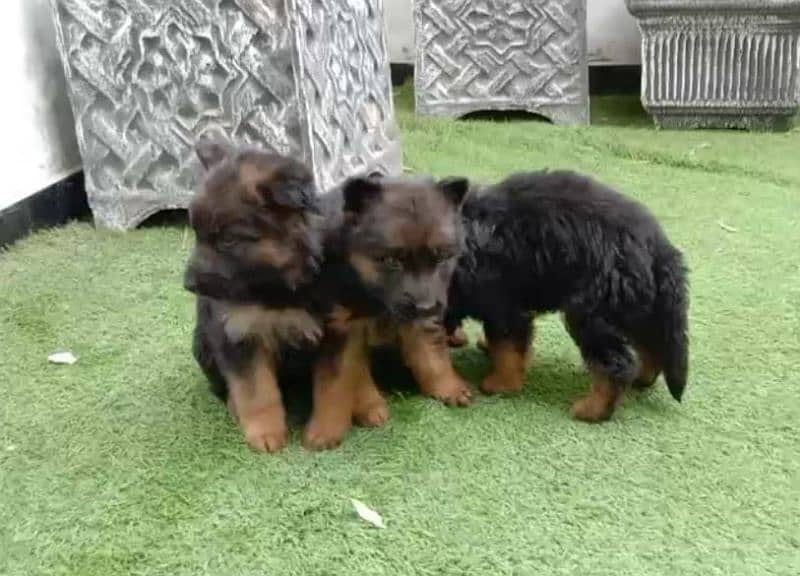 German shepherd puppies /German shepherd dog/GSD puppy con 03105395891 0