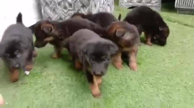 German shepherd puppies /German shepherd dog/GSD puppy con 03105395891 1