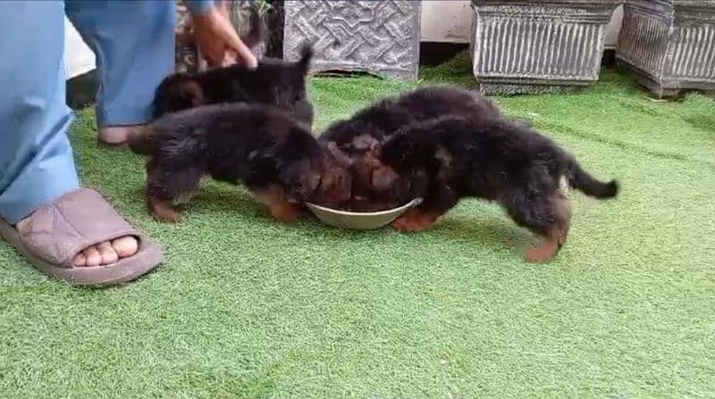 German shepherd puppies /German shepherd dog/GSD puppy con 03105395891 2