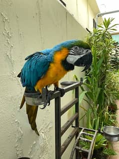 Blue and gold macaw (price negotiable)