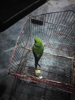 khata parrot with cage