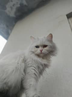 Turkish Angora Female cat