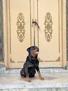 Rottweiler female