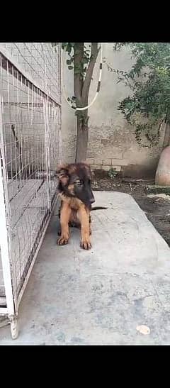 German shepherd puppies