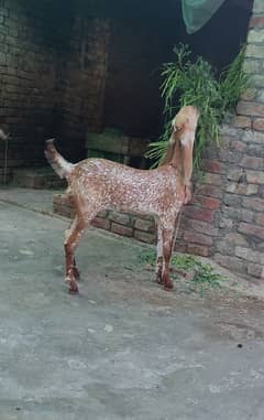 A quality Makhi cheeni goat