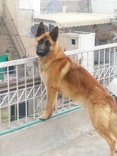 Belgian shepherd male