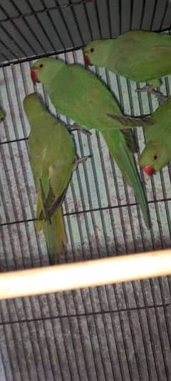 parrot toty pair 03094205620