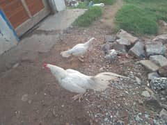 Pure Aseel Hen Pair available at resealable price