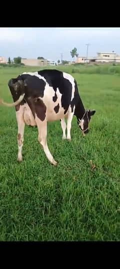 cow