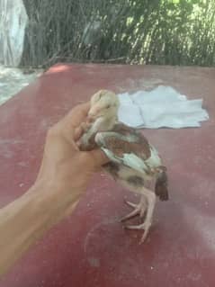 pure Aseel chicks for sale full active 18per piece