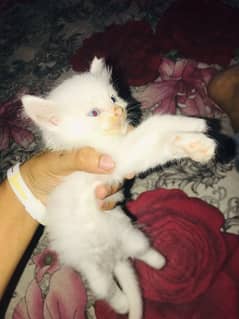 urgent sale baby Persian cat