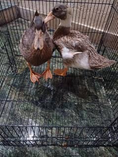 duck brown white colour