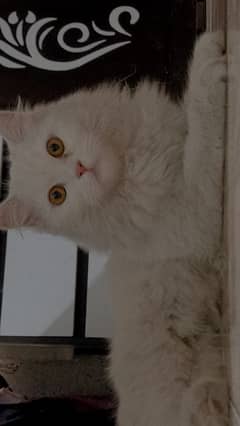 white female Persian cat, triple coated